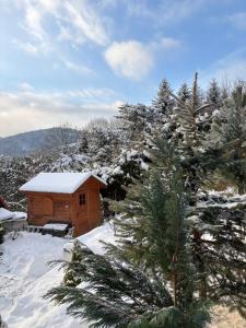 a wooden cabin in the snow with a pine tree at Dom Na Wzgórzu in Poręba