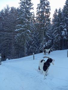 a dog running through the snow in a field at Ferienhaus Wimmer in Faistenau