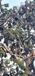 a flock of birds perched on the branches of a tree at lake paradise cabana in Tissamaharama