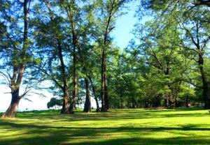 a field of green grass with trees in it at HulaFling Homestay in Ban Bo Han