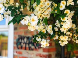 a bunch of white flowers hanging from a tree at Brambling Fields B&B and Cottages in Malton +22 photos