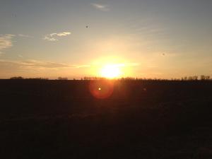 a sunset in a field with the sun in the sky at Sommerhof im Havelland in Nennhausen