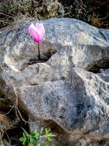 a pink flower on top of a rock at Armaki in Páliros