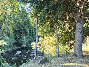 a stream with trees and rocks in a forest at Cabañas Río Iculpe in Lago Ranco