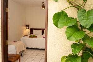 a hotel room with a bed and a plant at Espaço Fateixa in Jericoacoara +47 photos