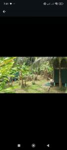 a picture of a park with palm trees and a bench at Alouatta Lodge and Canopy in Cahuita