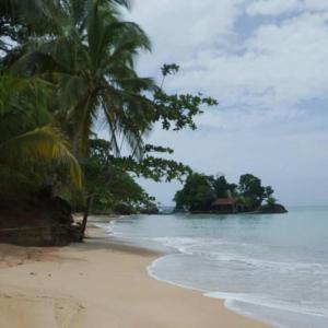 a beach with two palm trees and the ocean at Bastimentos Caribean Hotel in Bocas Town +39 photos