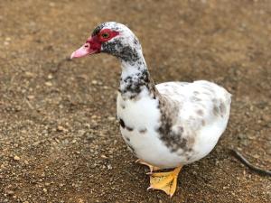 a duck standing on top of the ground at King Bed Studio in the Heart of Richmond in Richmond +4 photos