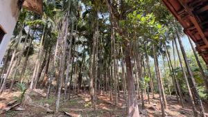 a group of palm trees in a forest at Casa Areca in Cheruthuruthi +5 photos