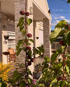 a plant with red fruits growing on a porch at Private big ROOM 20mins to Airport, 5mins to station in St Albans