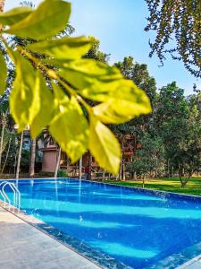 a close up of a blue swimming pool at Chitwan Forest Resort with swimming pool , Chitwan National Park in Sauraha