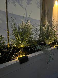 a garden with two plants in a window at Apartament M6 in Leśna