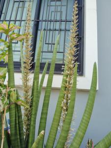 a group of tall green plants in front of a window at 14 Hostel DMK airport in Bang Khen