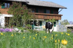 a cow grazing in a field in front of a house at Ferienhof Kopf in Mäder +14 photos