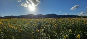 a field of sunflowers with the sun in the background at Domek Pośród Gór - JACUZZI WLICZONE W CENIE POBYTU,bajeczne widoki, relax i spokój in Laski