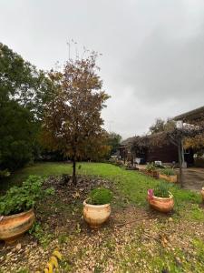 a garden with three flower pots and a tree at בקתת העץ של מירה ואמיר in Beit Hillel