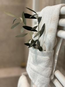 a plant sitting on top of a white towel at le moulin de l oliveraie in Blausasc