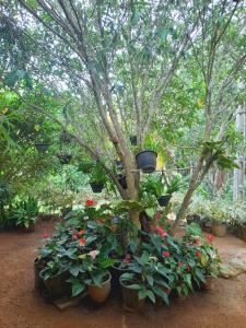 a group of potted plants sitting under a tree at KADUPUL Hiriketiya in Hiriketiya +5 photos