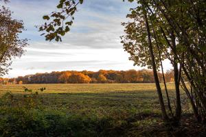 a field with a tree in the middle of a field at Bommartini Guesthouse in Enschede