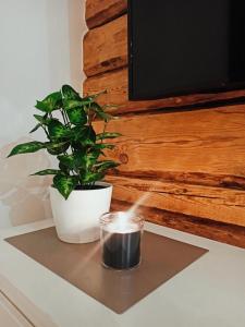 a potted plant sitting on a table next to a tv at Relax Inn Otepää Apartment in Otepää