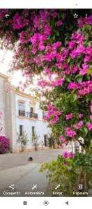 a tree with pink flowers in front of a building at Hs Nieves Centro in Chipiona