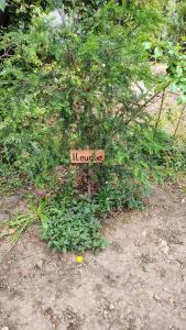 a sign that says laureate sitting in a bush at Cabañas Tía Marce, Los Lleuques in Recinto +21 photos