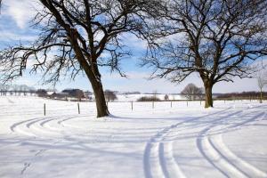 two trees in a snow covered field with trees at Bungalowpark Landsrade in Gulpen