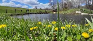 a pond in the middle of a field with yellow flowers at Vila Jezerce Zlatibor Zbojštica in Užice