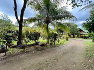 a dirt road with trees and a palm tree at Habitacion Atico in Curubandé