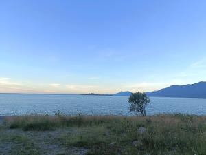 a tree in a field next to a large body of water at Cabaña Mañihueico in Hualaihué
