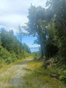 a dirt road in the middle of a forest at Cabaña Mañihueico in Hualaihué