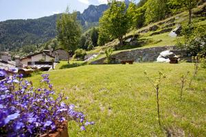 un champ d'herbe avec des fleurs violettes au premier plan dans l'établissement B&B A Pankeo, à Valtournenche