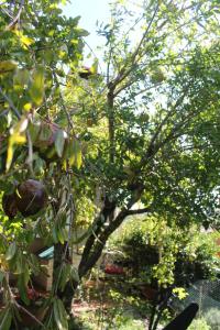 ManzianaにあるIl Castagno B&Bの葉の木