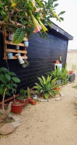 a group of plants in front of a black building at Cabaña Chango in Coquimbo