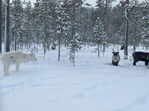 a group of animals standing in the snow at Rödvattnet cottages in Rödvattnet
