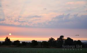 a sunset over a field with trees in the foreground at Torsborgs Gård in Simrishamn