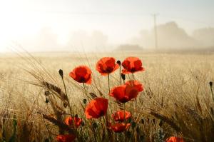 a group of red poppies in a field at Torsborgs Gård in Simrishamn