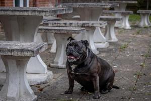 a black dog sitting next to a row of tables at Best Western Abbots Barton Hotel in Canterbury