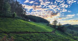 a field of tea plantations on a hill at Munnar Valley View in Munnar