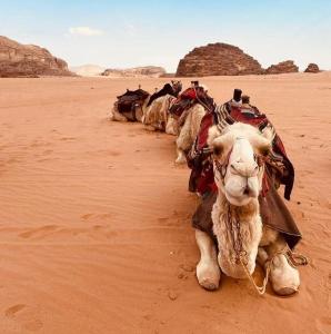 a group of animals laying in the desert at Wadi rum fun time in Wadi Rum