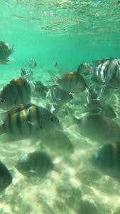 a herd of fish swimming in the water at Glamping Sitio das Tartarugas in Praia da Longa