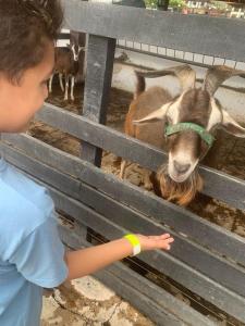 a young boy pointing at a goat in a pen at Flat studio monte castelo gravatá PE in Bezerros +27 photos