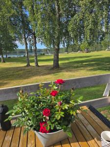 a pot of red roses sitting on a wooden bench at Edsken Camping in Hofors