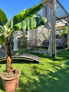 a plant in a pot in a yard with an umbrella at La chambre verte du gite de vendome in Vendôme