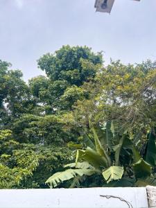 a forest of trees with a large green plant at Fica Aki - Hospedagem Alta Floresta in Alta Floresta
