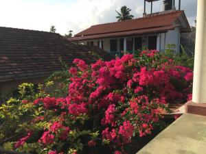 A garden outside Sun Rest Mirissa