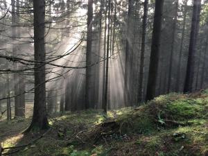 a misty forest with trees and sunshine in the background at K³ in Ilmenau in Ilmenau