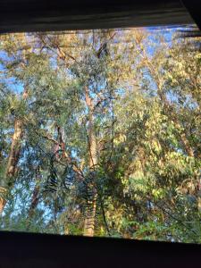 a view from a window looking up at trees at La vuelta y el vaso in Playa Verde +1 photo