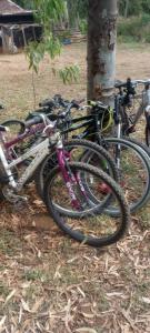 a row of bikes parked next to a tree at Sirimon Base Camp in Nanyuki