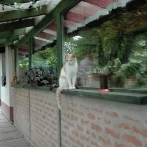 un gato sentado en la parte superior de una pared de ladrillo en Farm stay Lackovic en Bilje